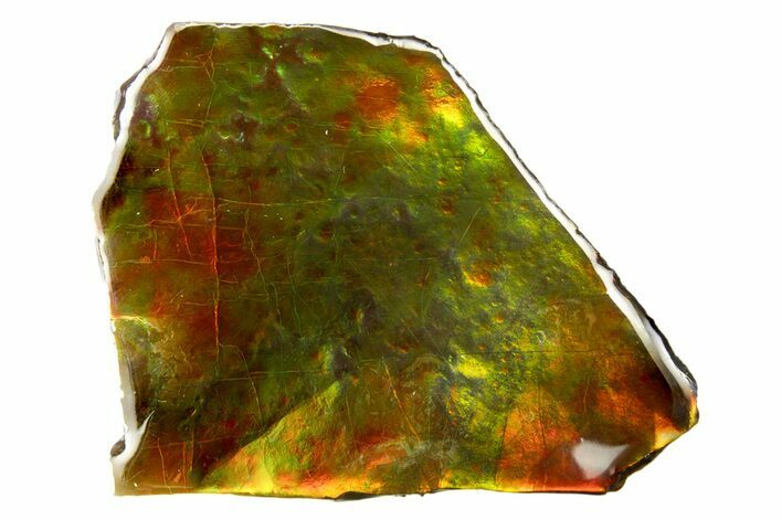 Iridescent Ammolite (Fossil Ammonite Shell) - Thin Slice #310332